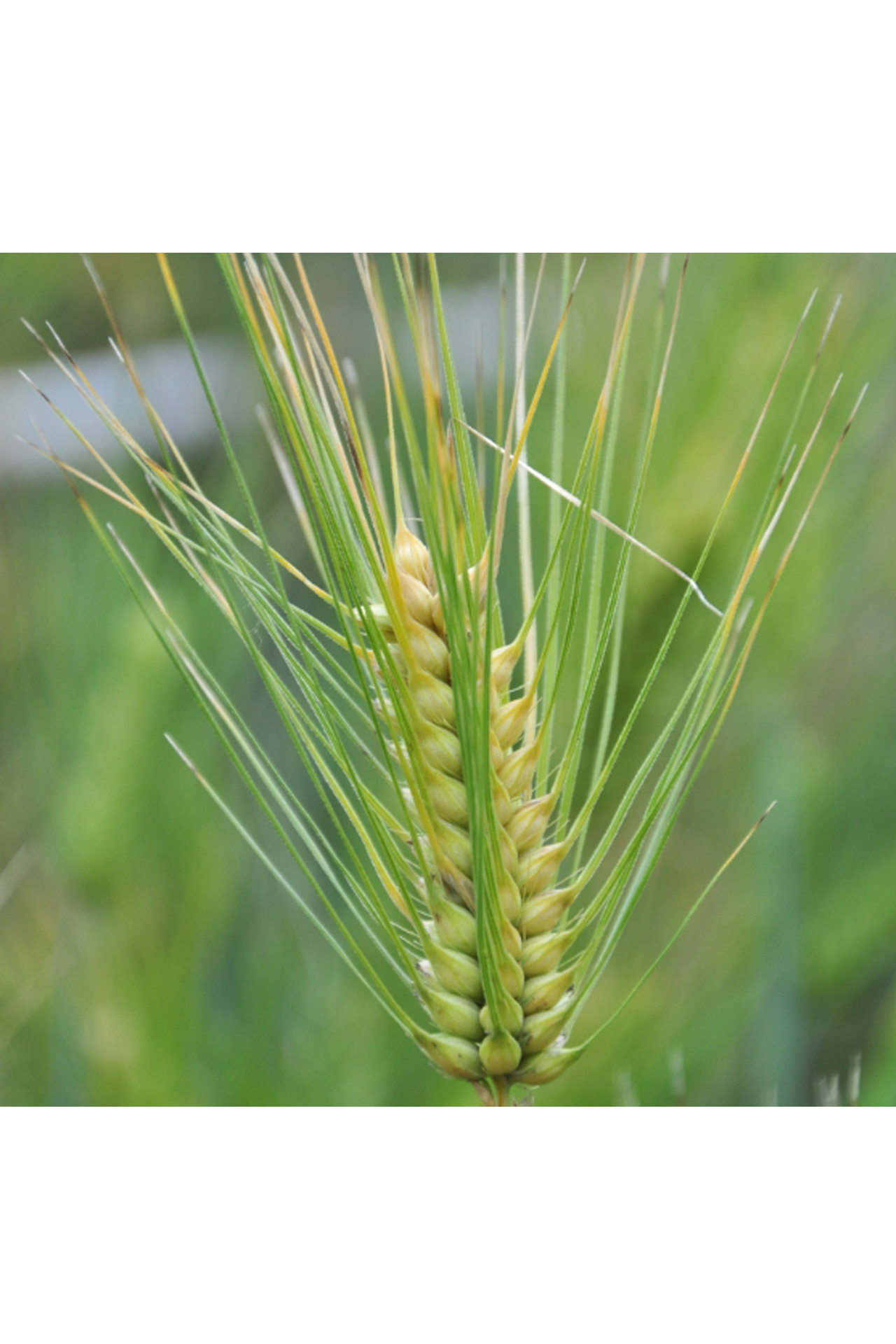 Hordeum brevisubulatum